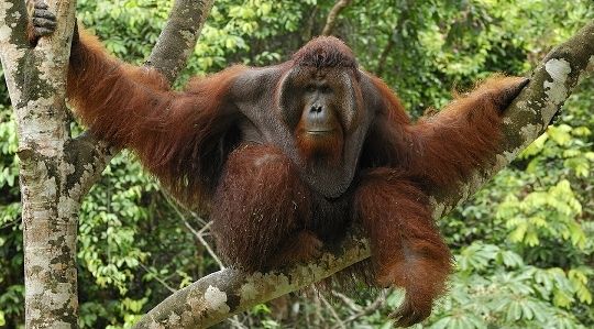 Borneo Photo Tours