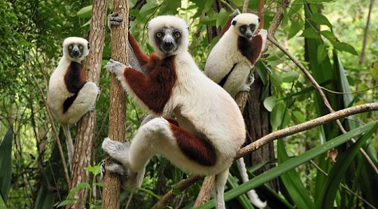 Madagascar Lemur Photo Tours